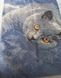 Фото №2 з 2 товару Постільна білизна Selena Полікоттон Кіт Британець Синя 600332 Грайливі Котики